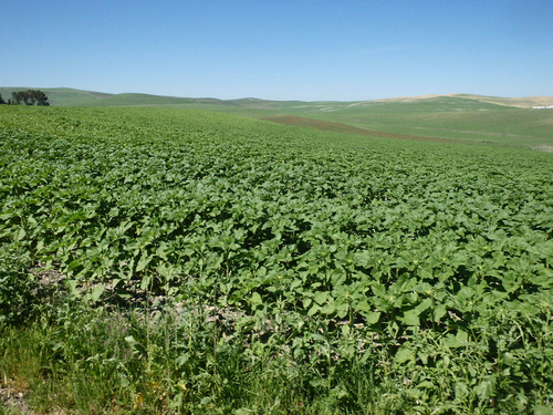 Kilometers of Sun flower plants.